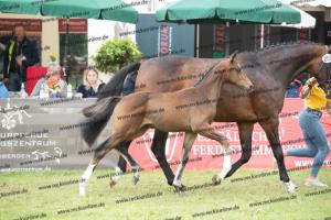 257 Escolar x Krack C  U7I4173