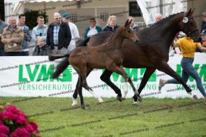 257 Escolar x Krack C  U7I4178