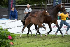 257 Escolar x Krack C  U7I4186