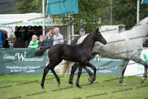 258 Finest x Belantis  U7I4195