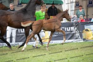 259 Foundation x Fürst Romancier  U7I4215