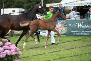 259 Foundation x Fürst Romancier  U7I4216