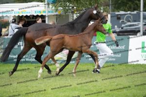 259 Foundation x Fürst Romancier  U7I4217