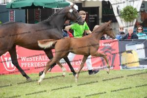 259 Foundation x Fürst Romancier  U7I4225