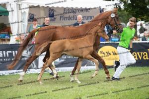 263 Sir Heinrich x Fleury  U7I4258