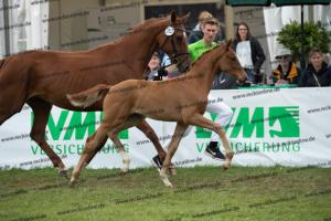 263 Sir Heinrich x Fleury  U7I4265