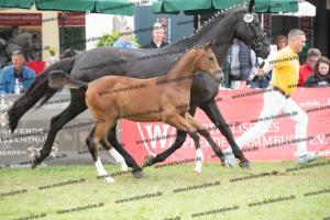 264 Belissimo M x De Niro  U7I4287