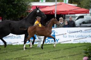 264 Belissimo M x De Niro  U7I4290