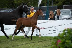 264 Belissimo M x De Niro  U7I4292