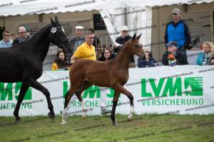 264 Belissimo M x De Niro  U7I4296