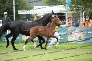 264 Belissimo M x De Niro  U7I4299