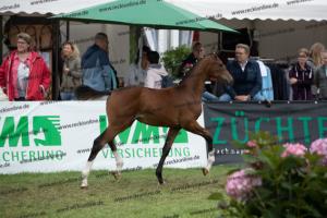 264 Belissimo M x De Niro  U7I4304