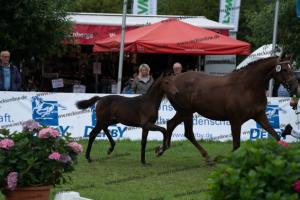 266 Goldberg x Escolar DSC07347