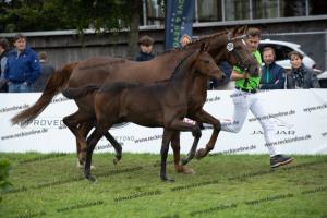 266 Goldberg x Escolar  U7I4311