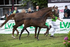 266 Goldberg x Escolar  U7I4312