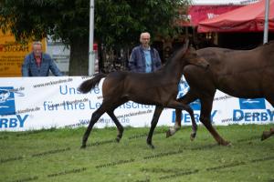 266 Goldberg x Escolar  U7I4320