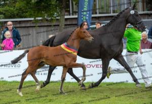 107_Vitalis x Ferro_U7I5117