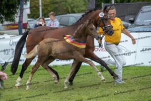 172_Golden Grey x A new Star I_U7I5012