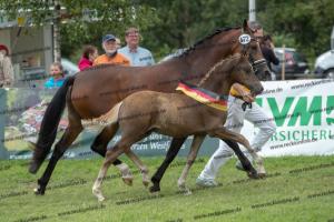 172_Golden Grey x A new Star I_U7I5023